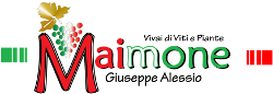 Vivai Maimone Giuseppe Alessio